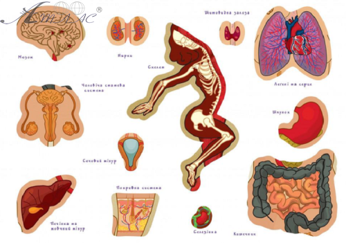 Игрушка Настольная Тело человека с многоразовыми наклейками КП-004 фото 2 Игрушка Настольная Тело человека с многоразовыми наклейками КП-004 фото 2